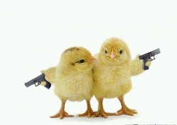 Armed Chicks