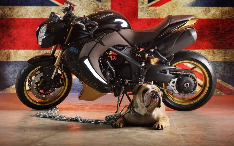 Dog and motorbike