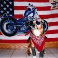 " Harley Dog "