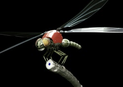 Dragonflies 3D Model