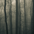 Fog In The Dark Forest