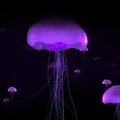 Blue_Jellyfish.jpg
