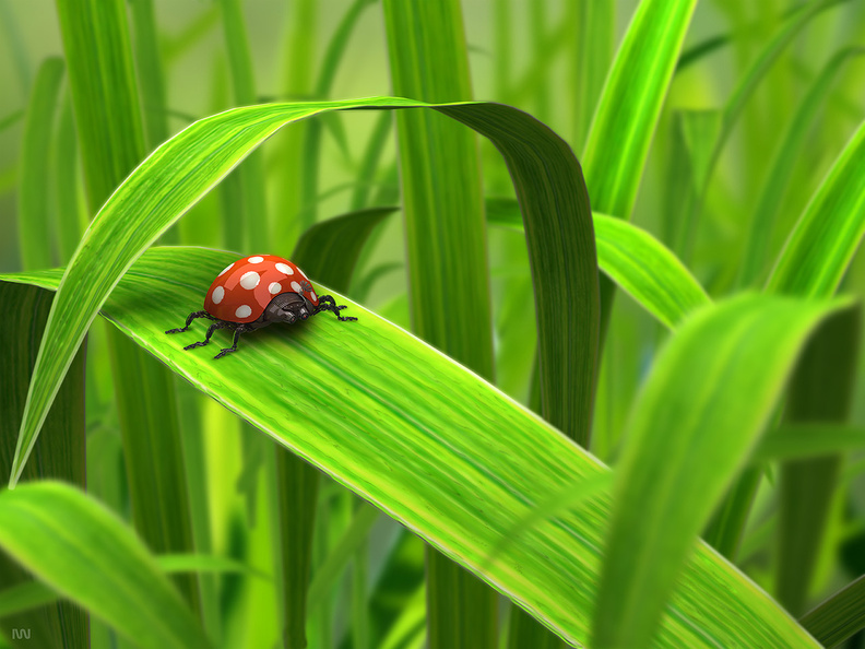 Ladybug_on_Leaf.jpg