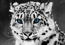 snow leopard   black and white portrait