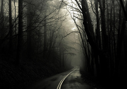 dark road forest