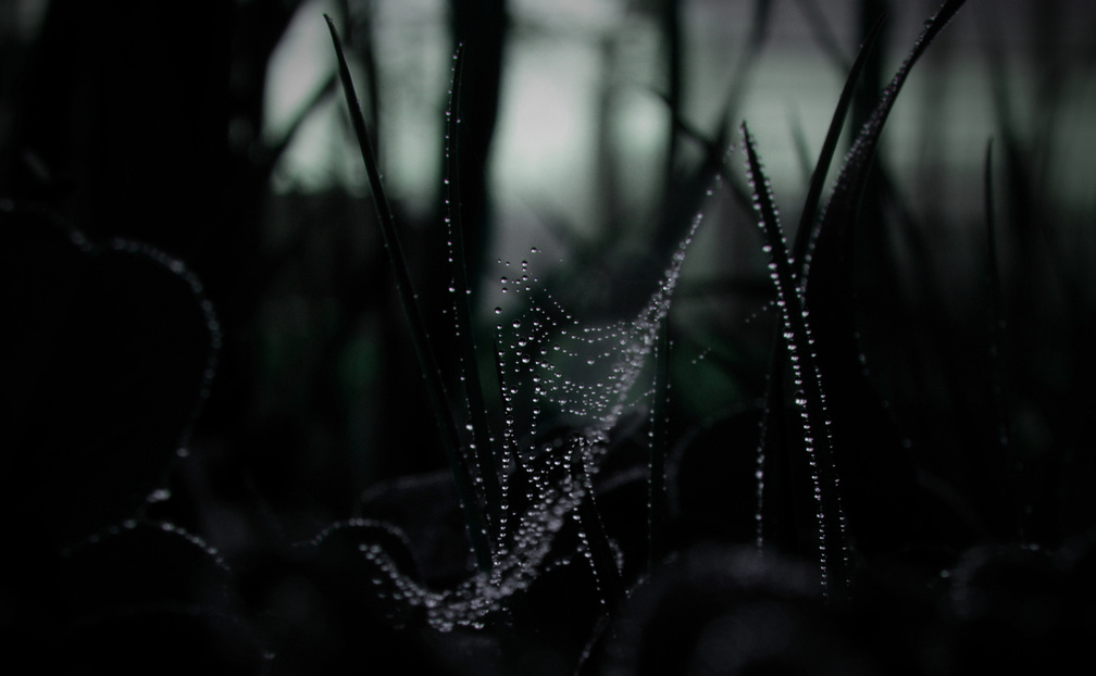 dew on spider web macro
