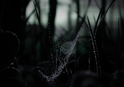 dew on spider web macro