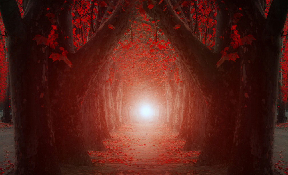 the light at the end of the tree tunnel