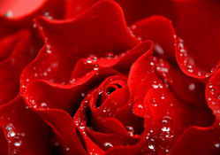 love is like a red rose