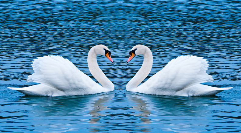 two_swans.jpg