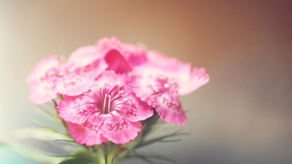 Cute Pink Flower