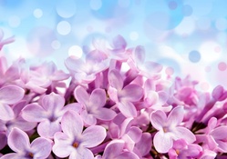 Beautiful Flowers in Violet