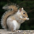 squirrel eating 1280x1024