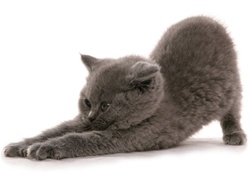 Kitten Stretch