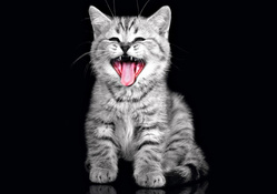 Cat Kitte