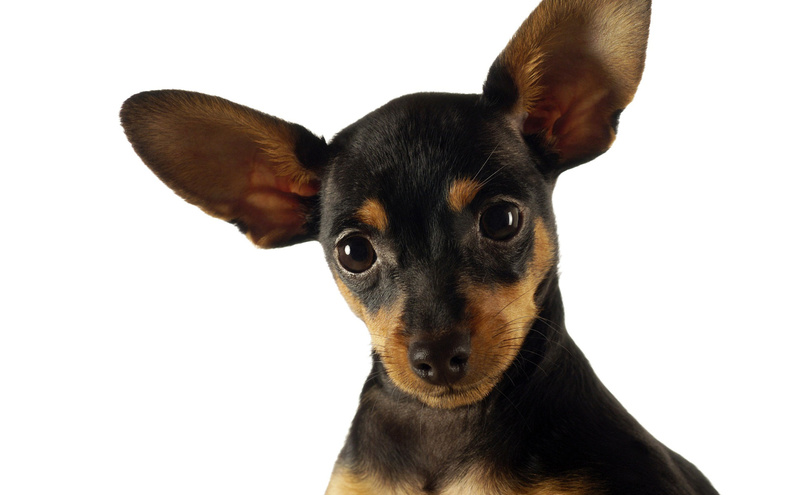 Chihuahua_Dog.jpg