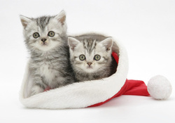 Two Cats In Santa Hat