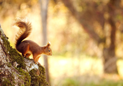 Squirrel In Nature