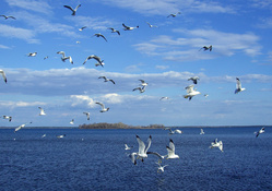 Seagulls Above The Water