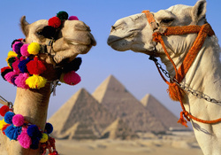 Two Camels