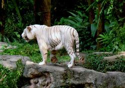 White Tiger Walking