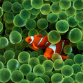 Orange Fishes