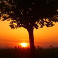 A Tree In The Sunset
