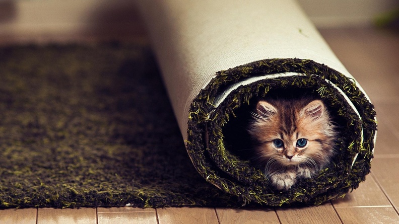 Kittens_In_Carpet.jpg