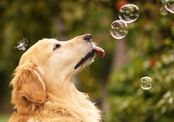 Dogs Catching Bubbles