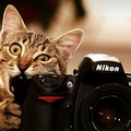 Cat Bite Nikon D700 Camera