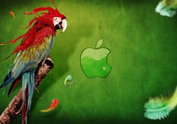 Apple Parrot Hd