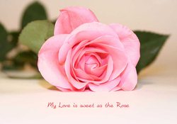 Love Rose Quotes HD