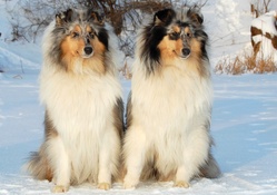 Love Russian Snow Dogs Dekstop