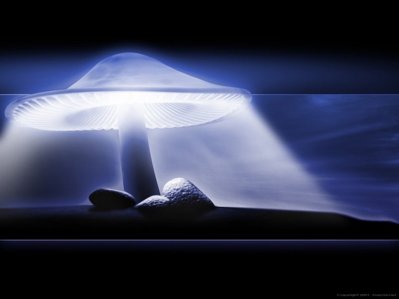 by_the_mushrooms_glow.jpg