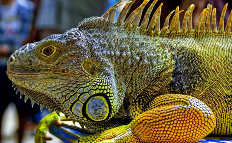 iguana-in-malaysia.jpg