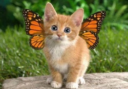 Butterfly kitten