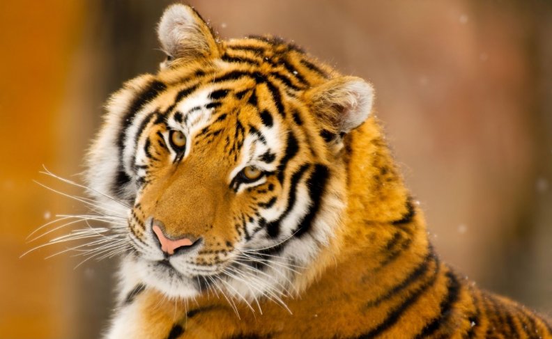 siberian-tiger-wild-animal.jpg