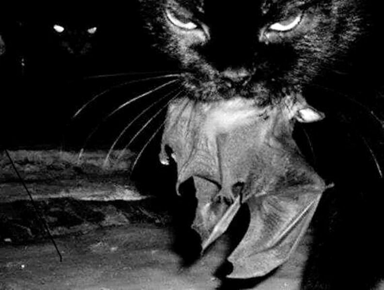 Cat with a bat