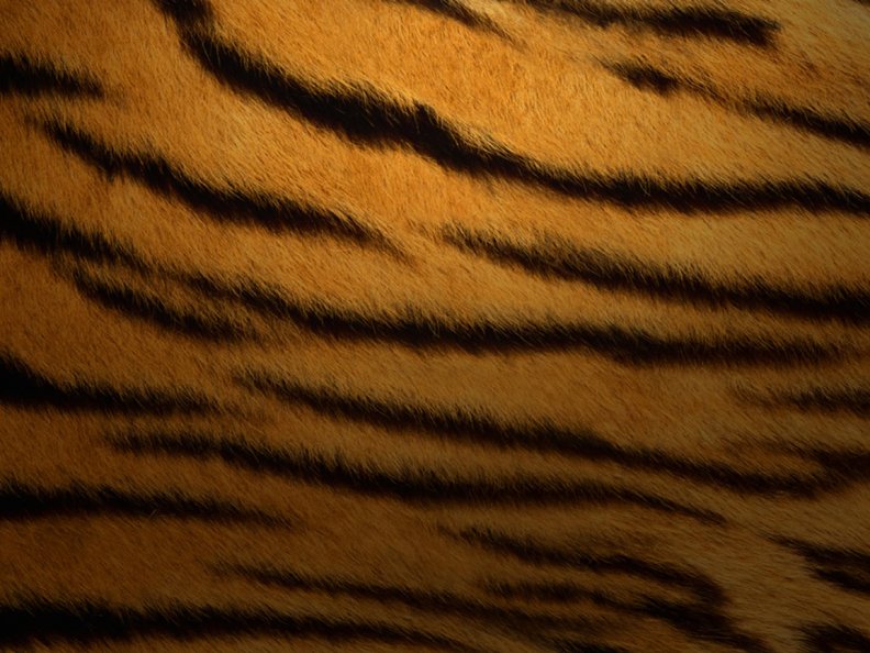 Textured Tiger Print