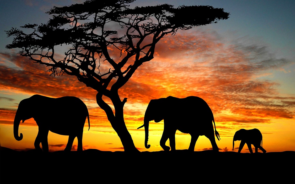 Elephant Sunset Silhouette