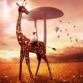 Giraffe Dream