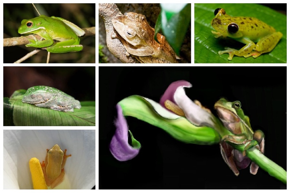 COLLAGE OF FROGS