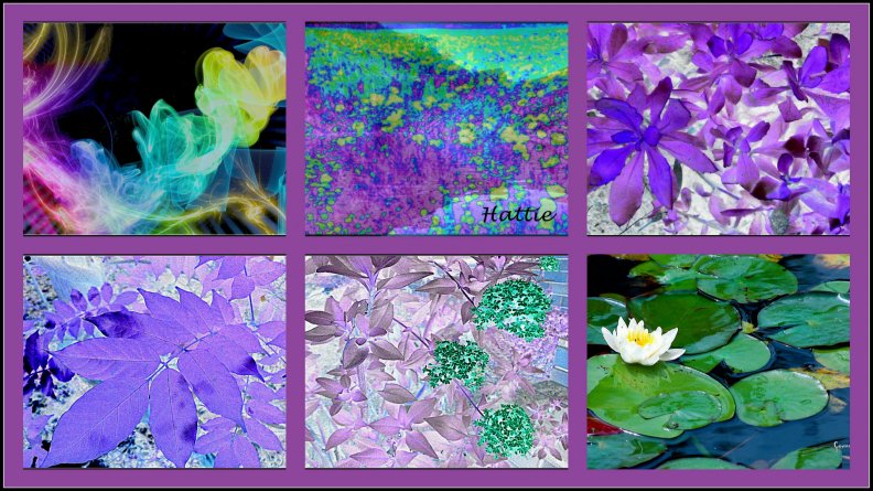 purple_floral_abstract.jpg