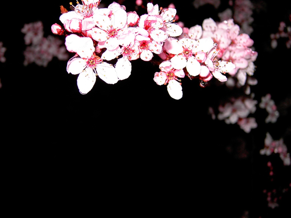 Cherry Blossoms on Black