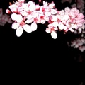 Cherry Blossoms on Black
