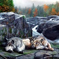 Wolves Resting