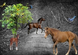 HORSES IN THE WILD