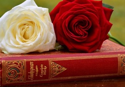 Shakespeare roses