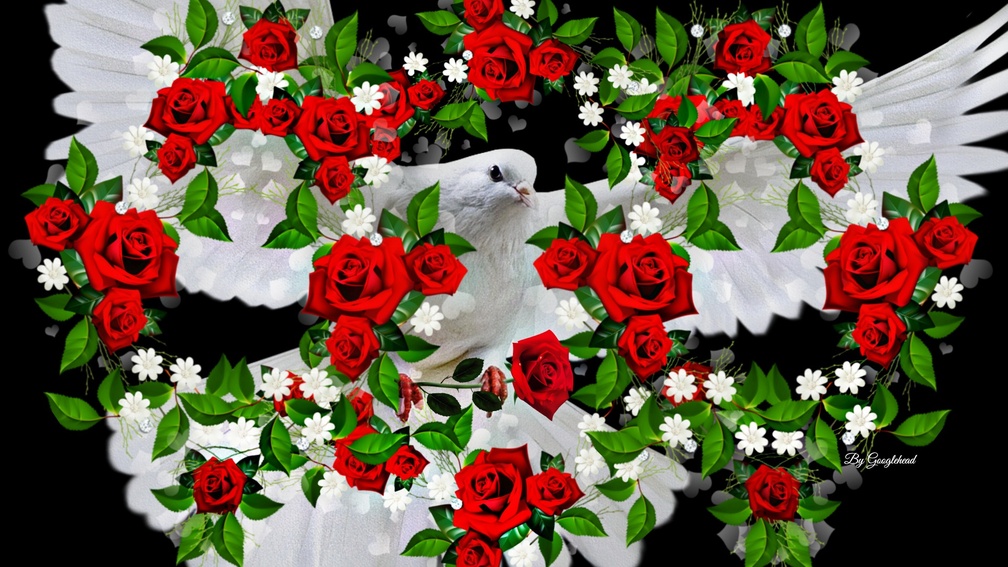 Dove's Roses