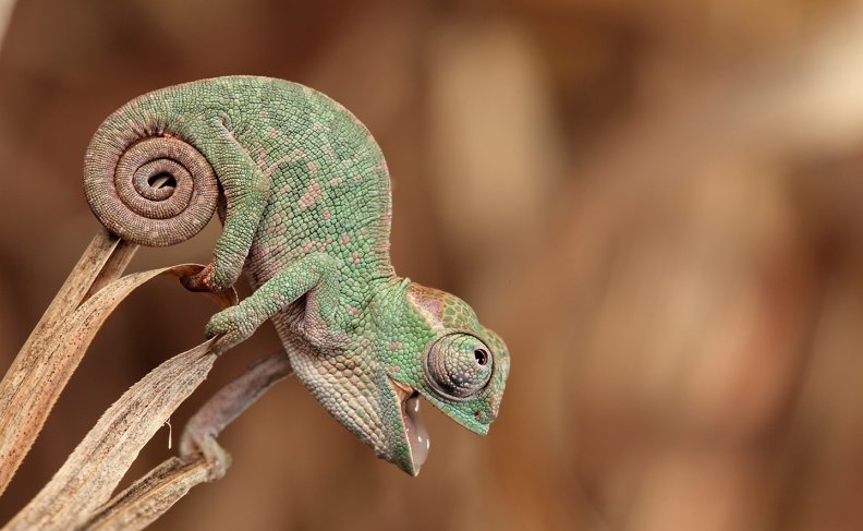 chameleon-macro.jpg
